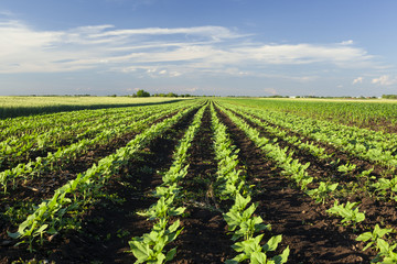 Fototapeta na wymiar field of sunflower rows