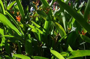 The sunlight shines through banana leaves