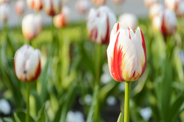 bi color white and red tulips, background of tulips.