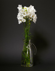 bellflower in a vase on black background