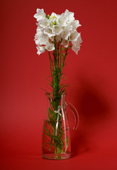 Obraz premium bellflower in a vase on red background