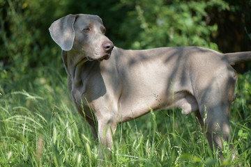 Weimaraner in the Woods