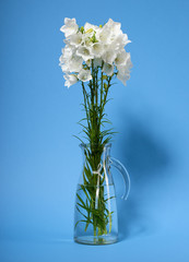 bellflower in a vase on cyan background
