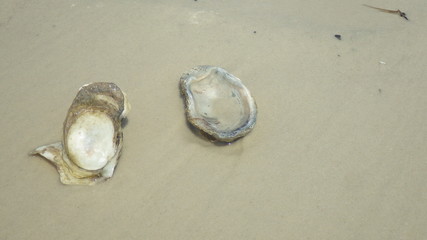 Fototapeta na wymiar sea shore beach shells