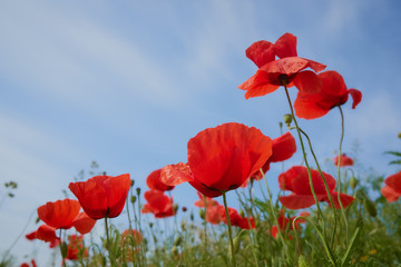 Fototapeta na wymiar Red poppy flowers. Poppy flowers and blue sky in a field with bees and bumblebees