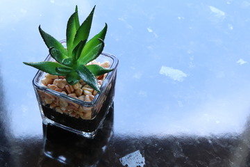 Small cactus in stones in pot on black background