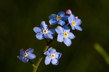 Forget-me-not flowers blooming