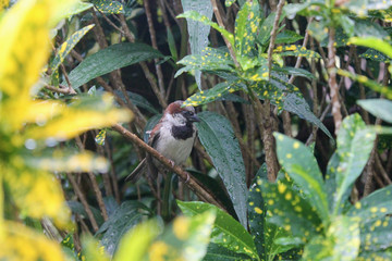 Bird hiding in the bush