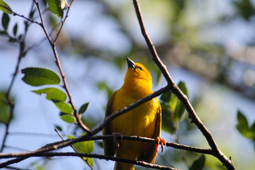 Yellow bird in tree