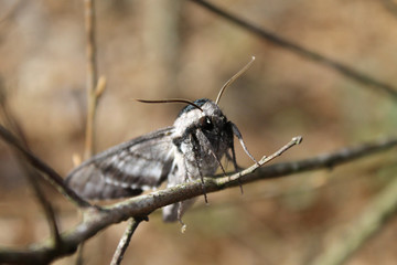 Moth on a branch