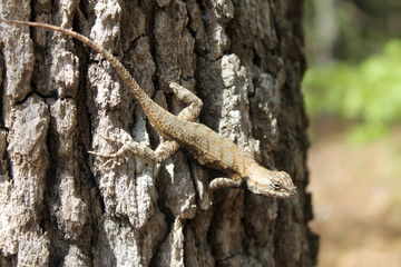 Lizard on a tree