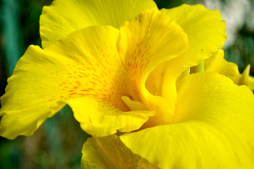Beautiful yellow flower.