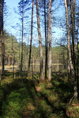 View of the lake in the forest