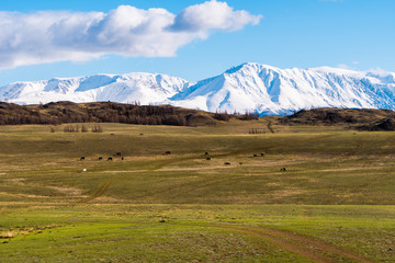 incredible landscape of the steppe area with lakes and trees smoothly turning into mountains with snow-capped peaks. Mountains Of Altai