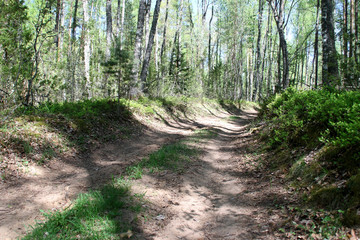 Fototapeta premium View of the forest road