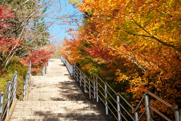 Stair way to Chureito Pagoda