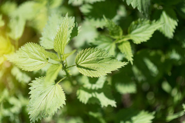 Urtica dioica, often called common nettle or stinging nettle