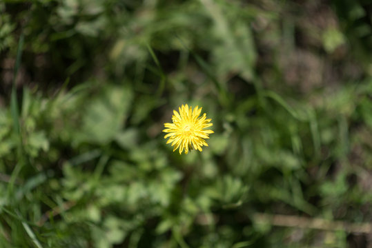 yellow dandelion flower close up. selective focus