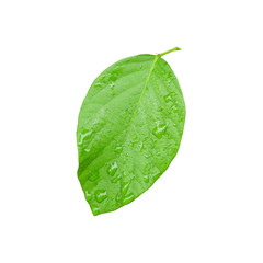 Green leaf with water drops isolated on white background.