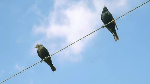 Birds on an electric wire, diagonal
