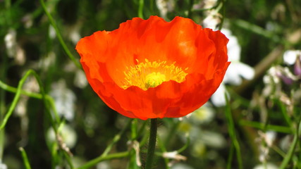 Orange  Flower