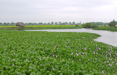 Big field of purple common water hyacinth with weathered straw hut and street in the background in asia