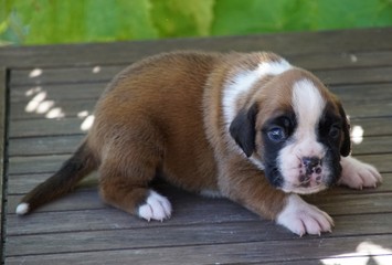 Adorable chiot femelle Boxer à 1 mois 1/2