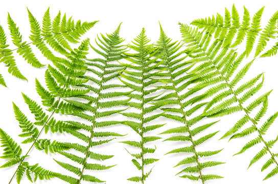 Green fern leaves white background