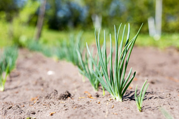 Row of fresh organic green onion. Plants growing at home summer cottage garden bed