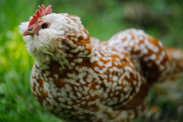 White-brown dotted domestic hen on the meadow