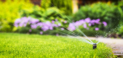 automatic sprinkler system watering the lawn on a background of - obrazy, fototapety, plakaty