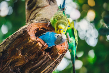 Budgerigars sitting in the nest, Melopsittacus undulatus