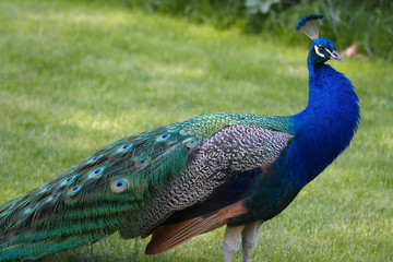 blau Pfau