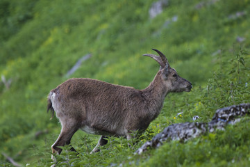 Gams am Berg