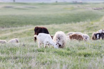 goat grazing on pasture field