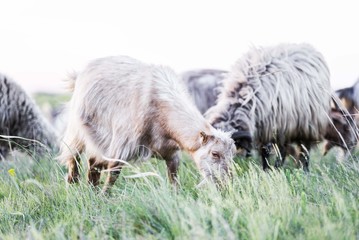 goat grazing on pasture field