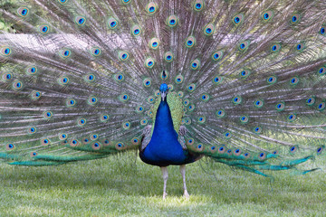 Obraz premium blau Pfau