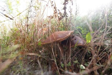 mushrooms grow in a forest glade