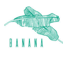 Banana leaves. Hand drawn linear vector illustration on white background.