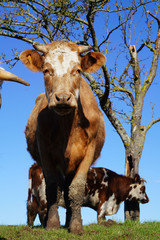 Animal ferme vache 193