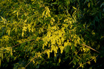 Before Ash (Fraxinus excelsior)