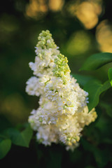 white lilac flower on blurred background