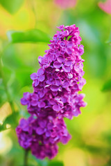 purple lilac flower on blurred background