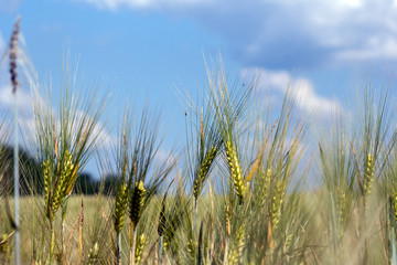 Obraz premium winter barley (Hordeum vulgare L.)