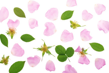 petals of rosehip flower isolated on white background close up © kolesnikovserg