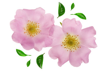 Rosehip flower with leaf isolated on white background close up