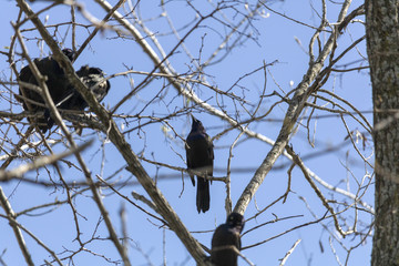 Quiscale Bronzé , Common Grackle. Estrie Québec Canada