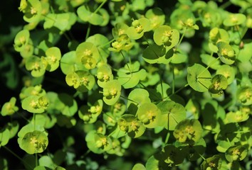 Fresh green leaves and tiny yellow flowers in the spring sunshine