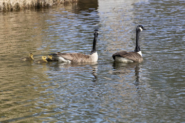 Bernache du Canada, Canada Goose, Oison, outarde, oie, Estrie Québec Canada
