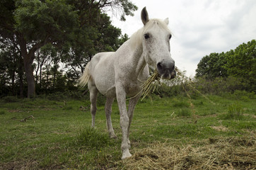 Ca&shy;margue Pferde